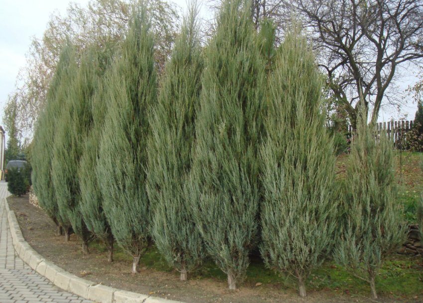 Можжевелик Віргінський