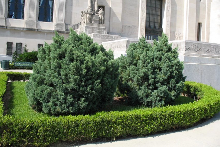Можжевельник китайський в ландшафтному дизайні