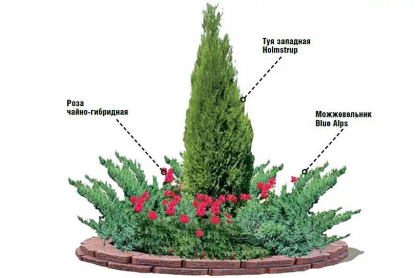 Троянди та можжевельник у ландшафтному дизайні