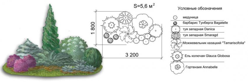 Черемша та гортензія