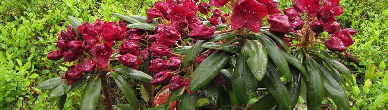 Опис гібридного рододендрона сорту Франческа та догляд за рослиною