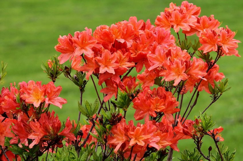 Рододендрон японський Рододендрон японський