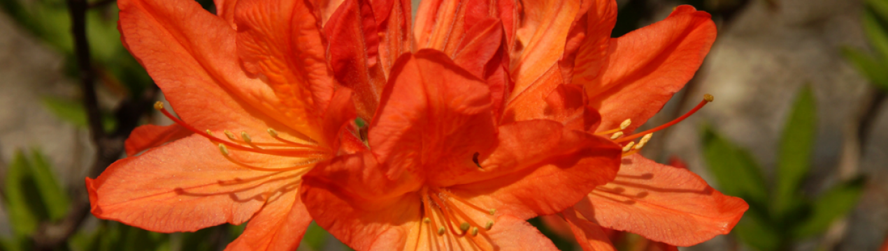 Рододендрон японський: популярні сорти, опис, посадка і догляд за квіткою