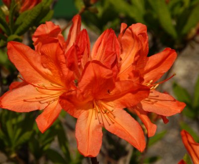 Рододендрон японський: популярні сорти, опис, посадка і догляд за квіткою