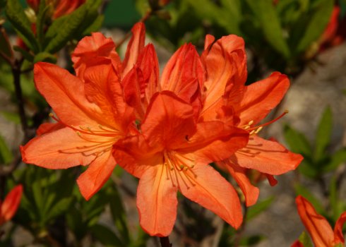 Рододендрон японський: популярні сорти, опис, посадка і догляд за квіткою