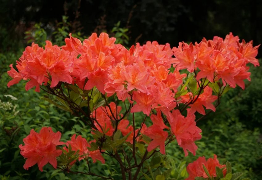 Рододендрон японський Рододендрон японський