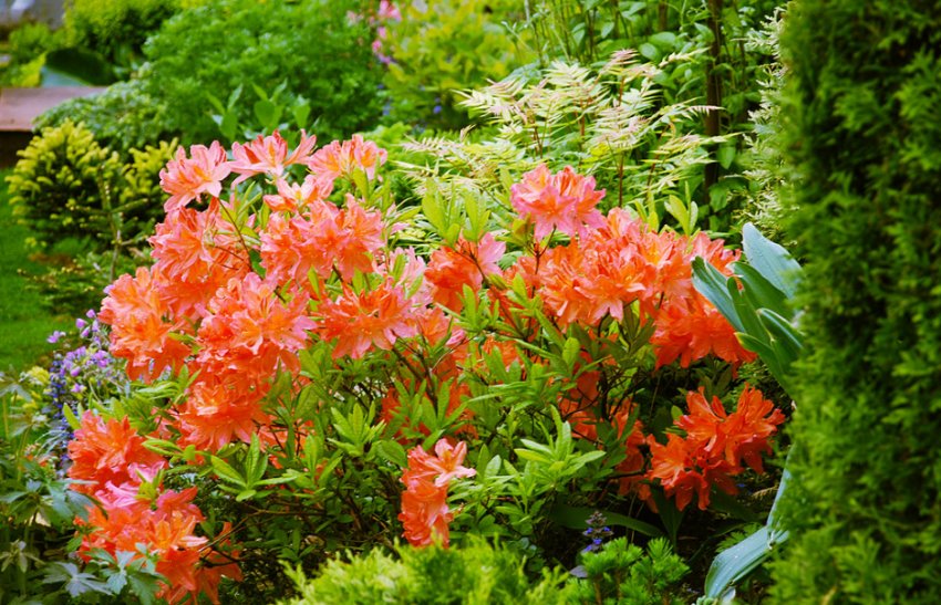 Рододендрон в ландшафтному дизайні Рододендрон в ландшафтному дизайні