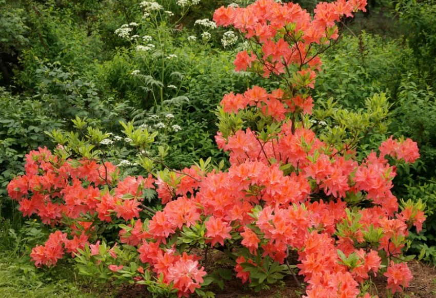 Рододендрон японський Лососевий Рододендрон японський Лососевий