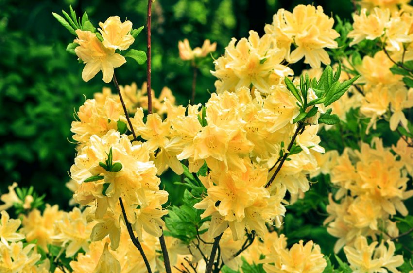 Рододендрон Жовтий Рододендрон Жовтий