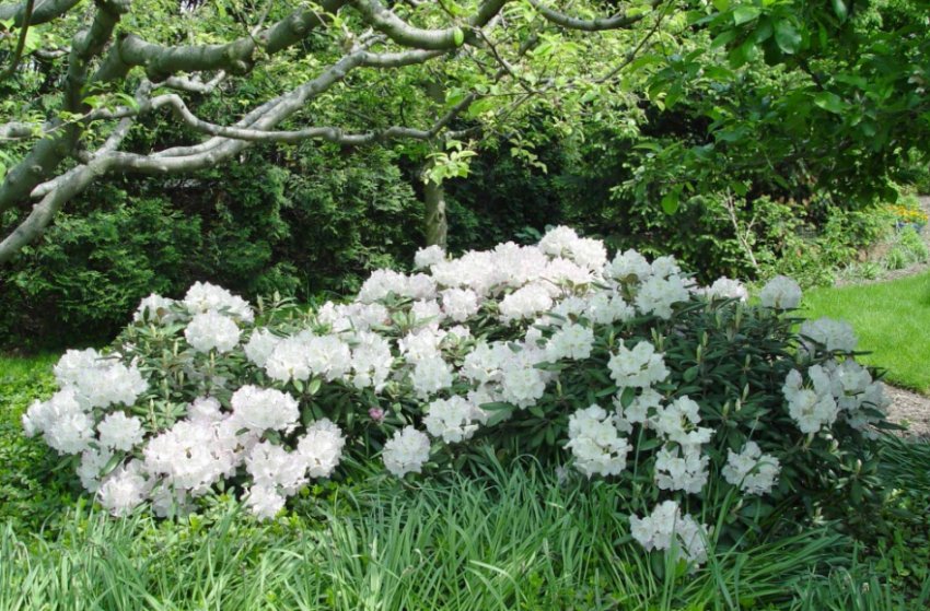 Рододендрон Сніговий принц Рододендрон Сніговий принц
