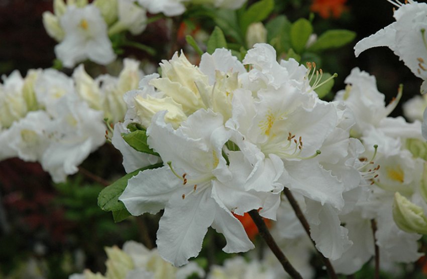 Рододендрон Сніжна перлина Рододендрон Сніжна перлина