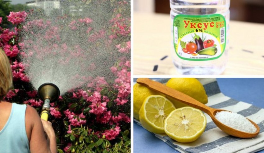 Полив рододендрона подкисленной водой Полив рододендрона подкисленной водой