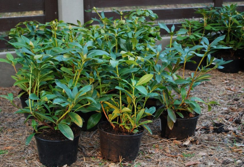 Саженцы рододендрона Саженцы рододендрона