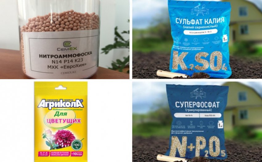 Подкормки для рододендрона Подкормки для рододендрона