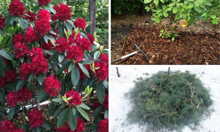 Підготовка рододендрона до зими Підготовка рододендрона до зими