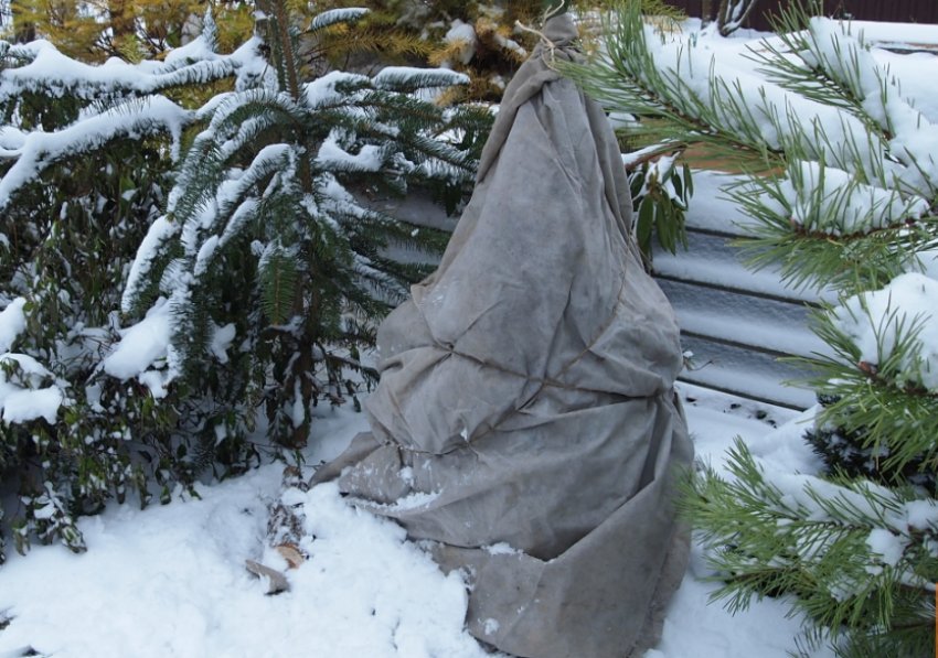 Укриття рододендрона на зиму Укриття рододендрона на зиму