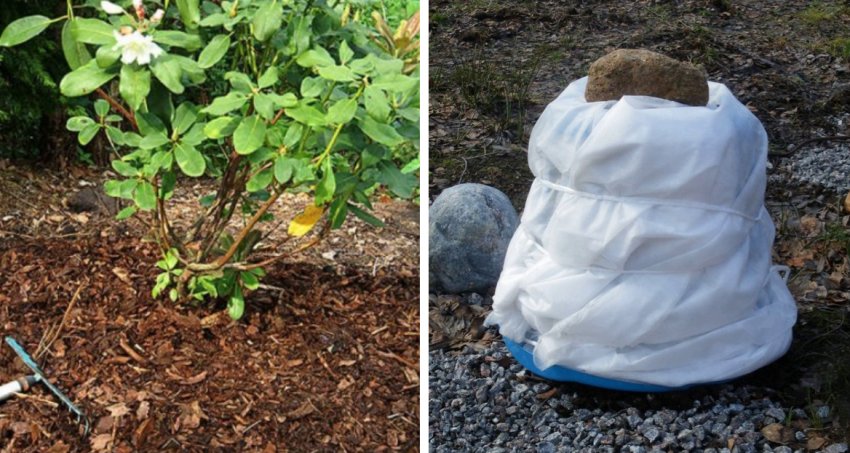 Підготовка чагарника до зими Підготовка чагарника до зими