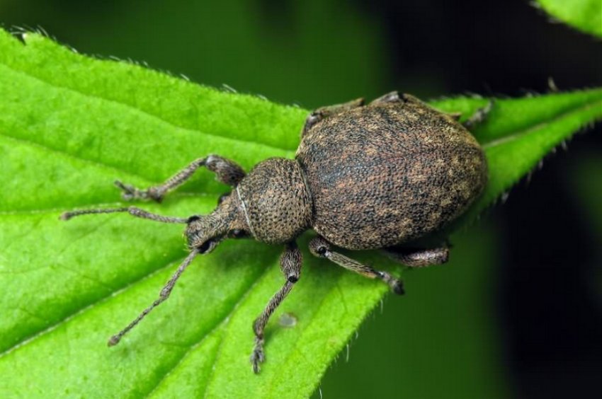 Бороздчастий довгоніс Бороздчастий довгоніс