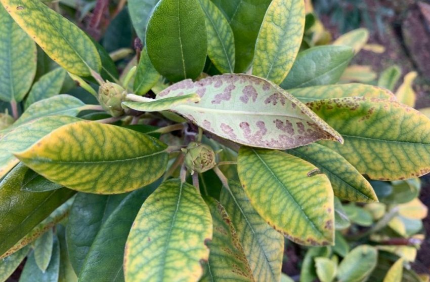 Мозаїка на листках рододендрона Мозаїка на листках рододендрона
