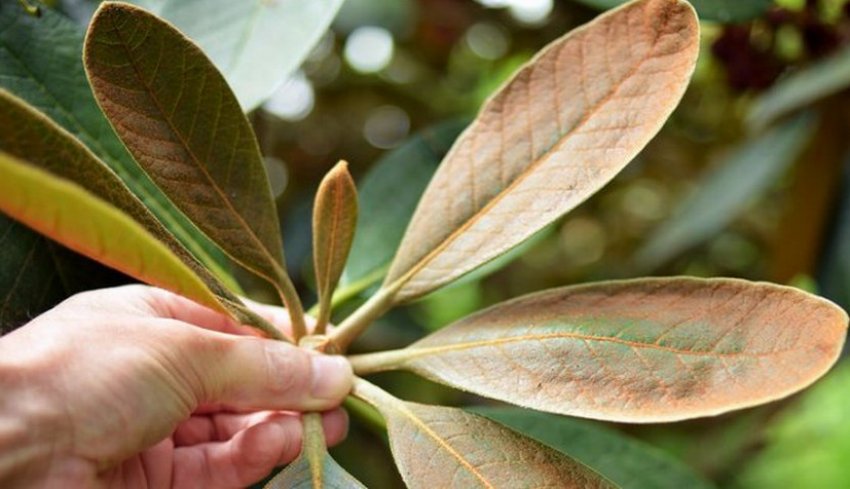 Ржавчина на листках рододендрона Ржавчина на листках рододендрона