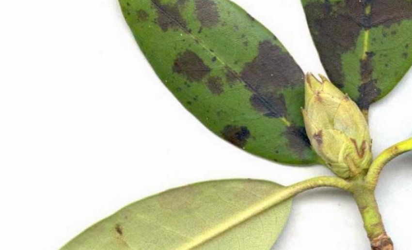 Септоріозна плямистість рододендрона Септоріозна плямистість рододендрона