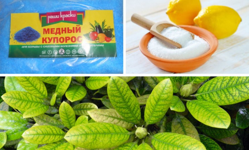 Боротьба з хлорозом рододендрону Боротьба з хлорозом рододендрону