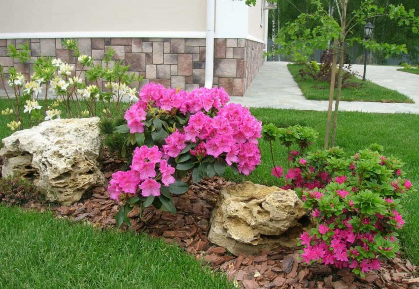 Рододендрон в ландшафтному дизайні Рододендрон в ландшафтному дизайні