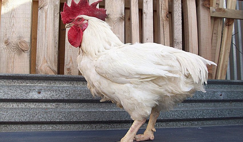 Кури корніш