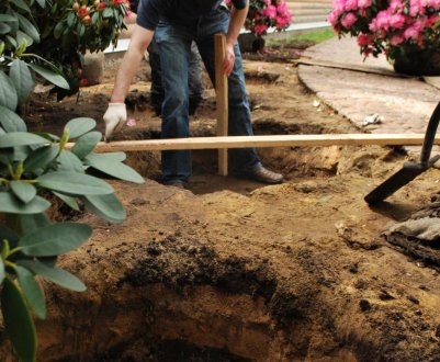 Посадка, догляд і найкращі сорти рододендронів для Ленінградської області