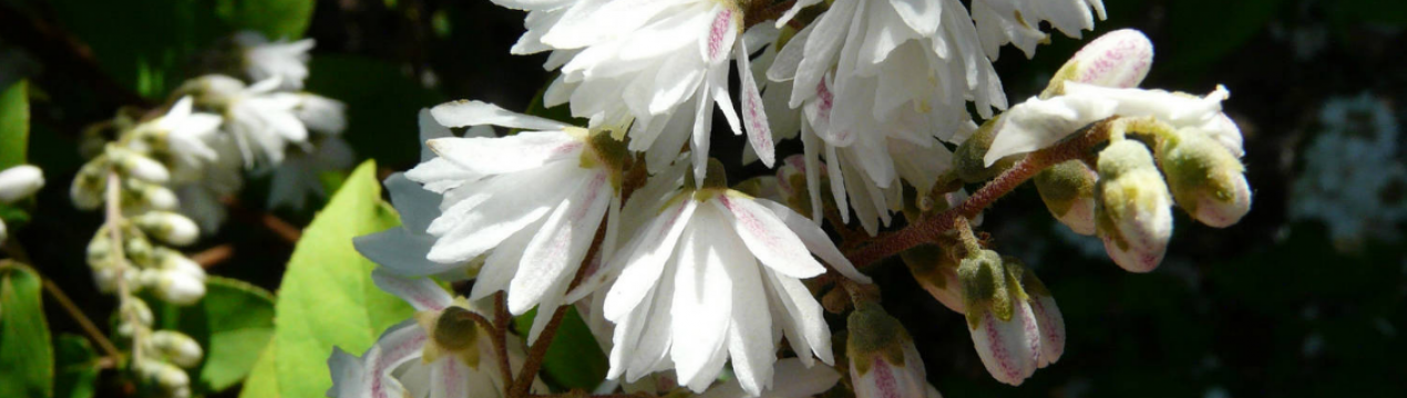 Опис та вирощування дейції шерхавої