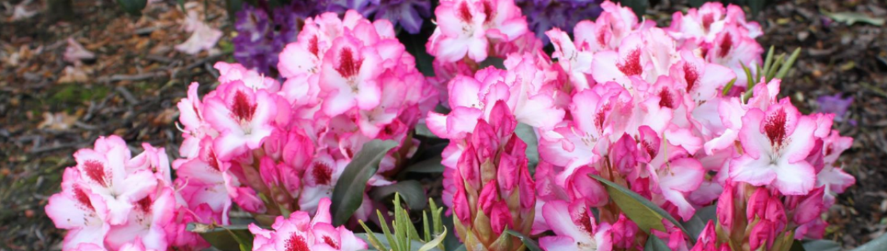 Гібридний рододендрон Хакманс Шарман