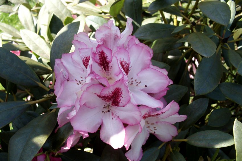 Рододендрон гібридний Хакманс Шармант