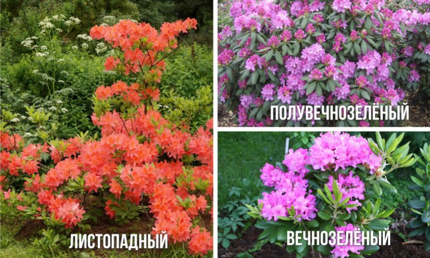 Как выращивать рододендроны в ленинградской области?
