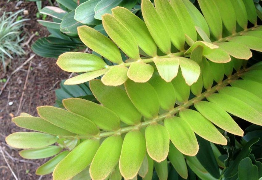 Листя заміі Листя заміі