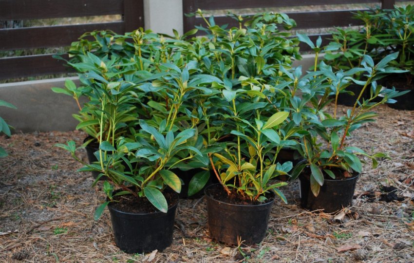 Вибір саджанця рододендрона