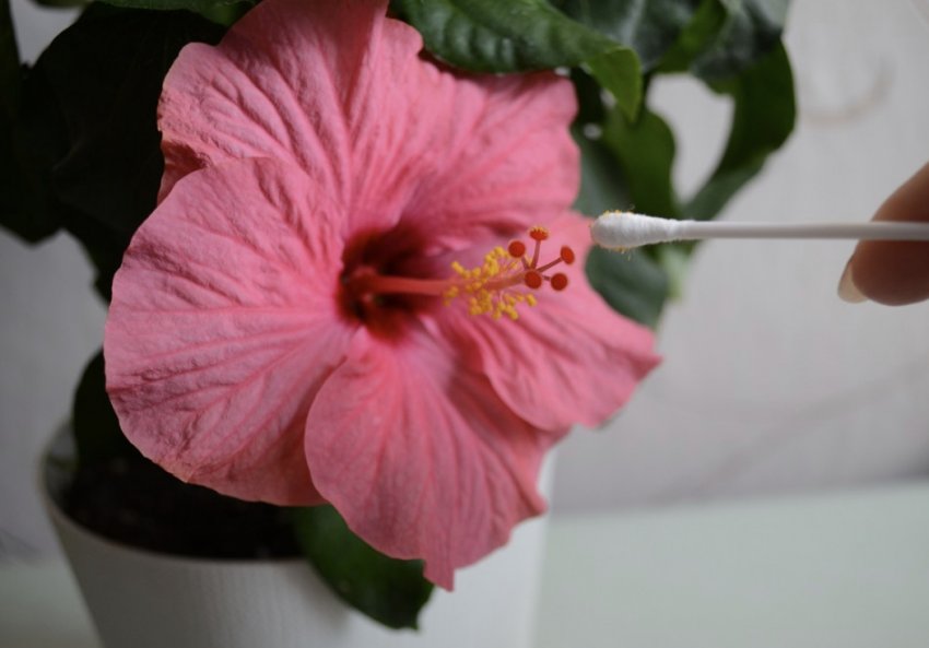 Запилення гибискуса Запилення гибискуса