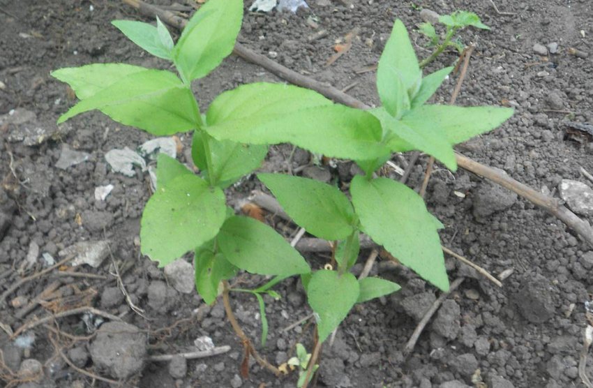 Посадка дейції