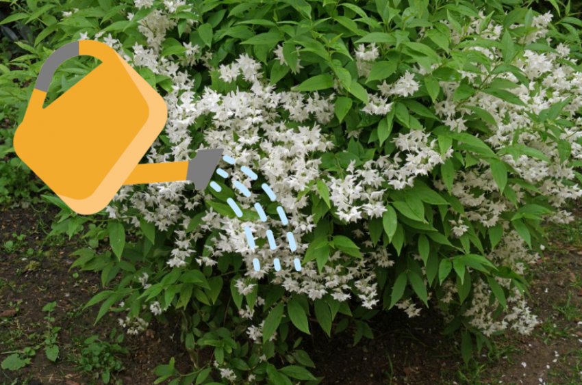 Полив кустарника