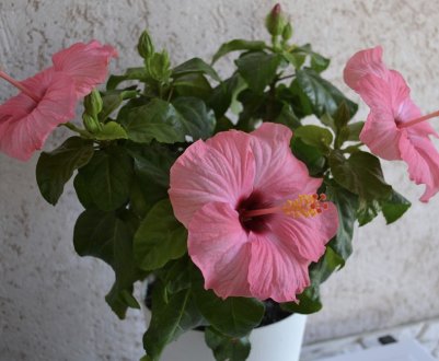 Гібіскус (Китайська троянда): опис, особливості догляду та вирощування