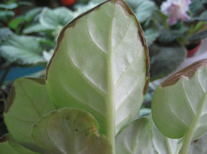 В'януть або підсихають краї листя