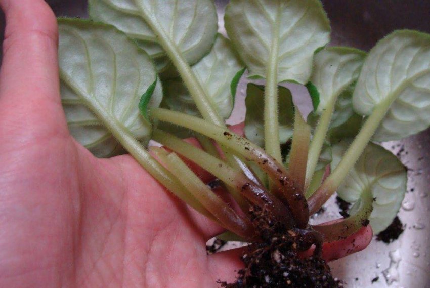 Загнивання коренів