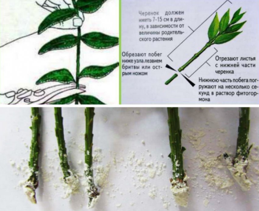 Підготовка черенків