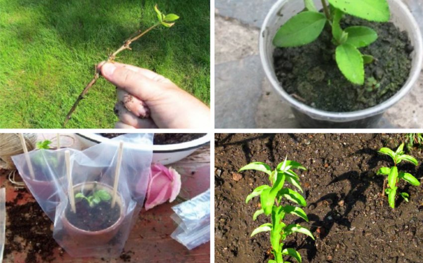 Размножение дейции черенками