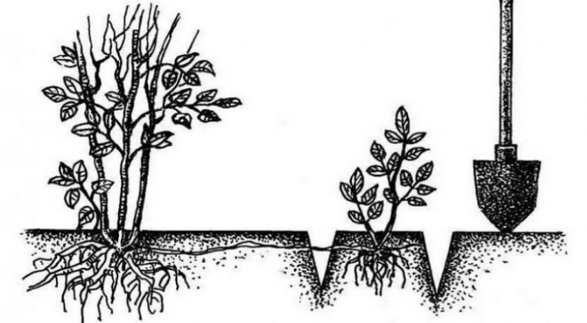 Розмноження рослини поростками