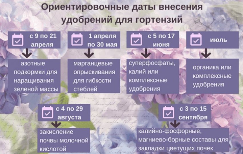 Как выглядит 2 летняя гортензия. Смотреть фото Как выглядит 2 летняя гортензия. Смотреть картинку Как выглядит 2 летняя гортензия. Картинка про Как выглядит 2 летняя гортензия. Фото Как выглядит 2 летняя гортензия