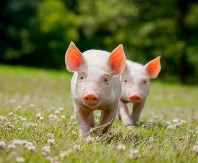 Японія готується до африканської чуми свиней (АЧС)