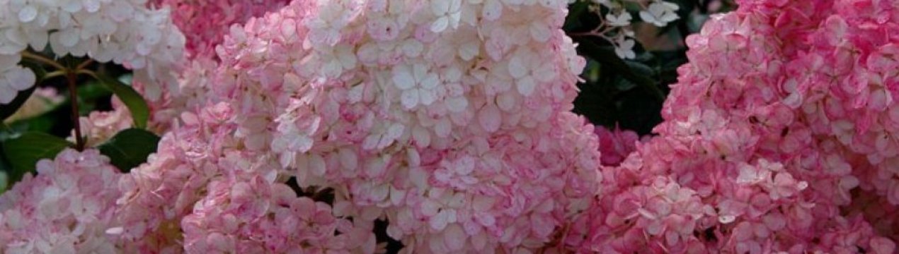 Все про гортензію «Сандей Фрейз»