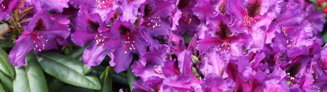 Усе про гібридний рододендрон "Лібретто"