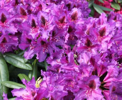 Усе про гібридний рододендрон "Лібретто"