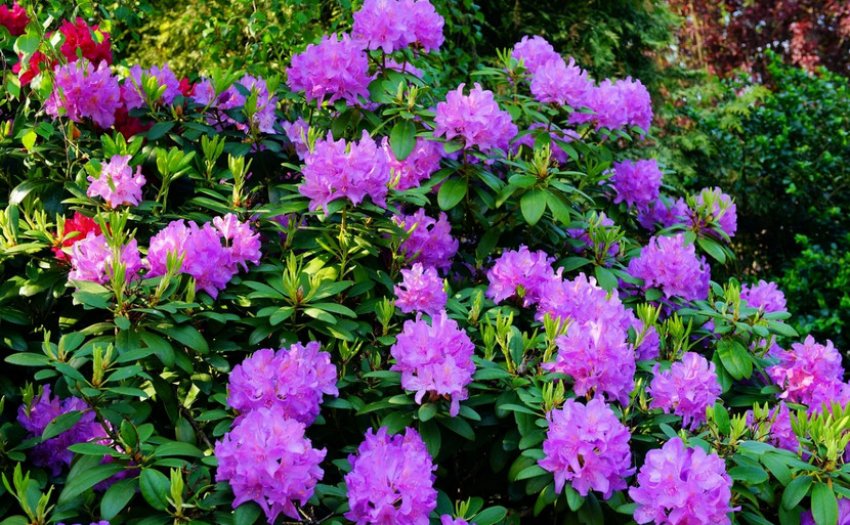 Кущ рододендрона Лібретто Кущ рододендрона Лібретто